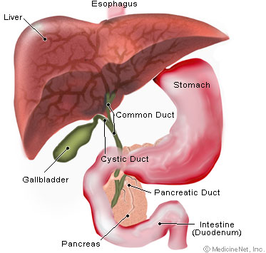 pancreas
