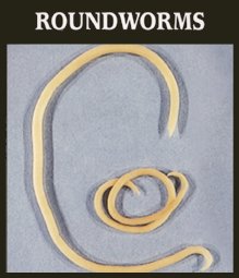 Human Intestinal Worms – Symptoms, Pictures, Treatment - Health ...