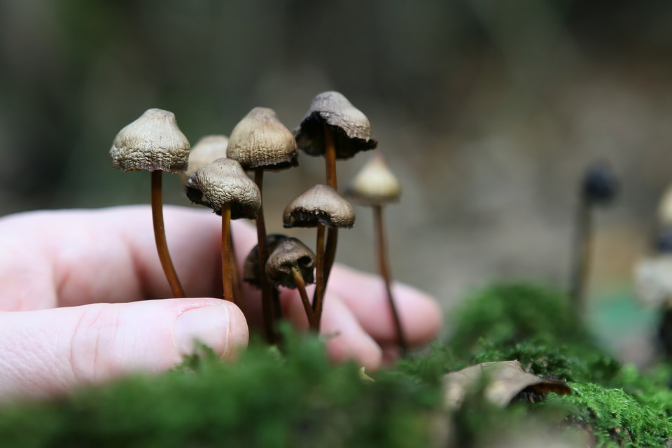 The 2017 Mushroom Superfood Supplements Guide