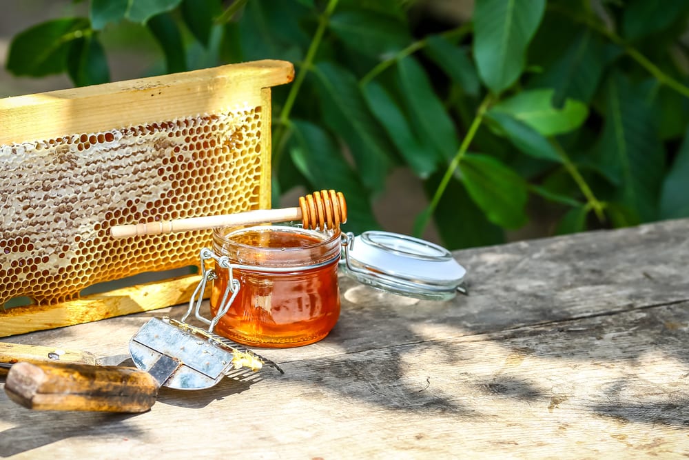 Best Activity You Can Do During Quarantine 2021 | Beekeeping
