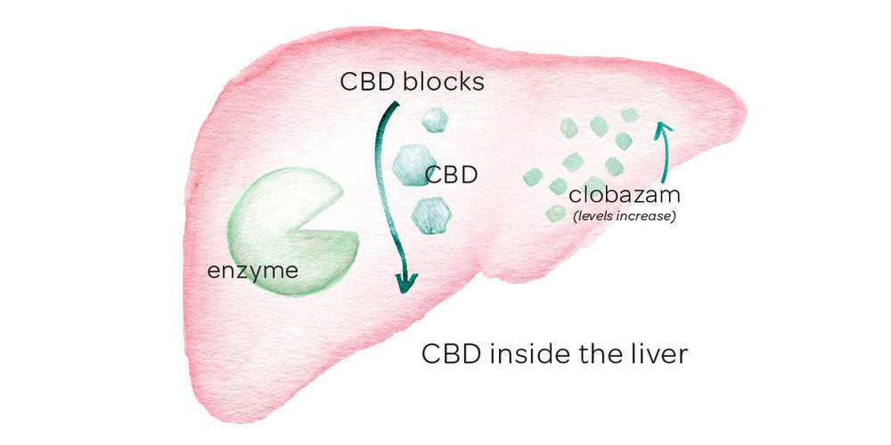 Endocannabinoid System | What We Know and What We Don’t