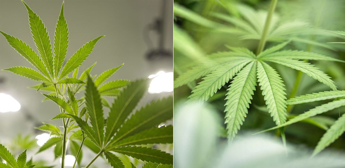 Marijuana VS Hemp – Know the Difference 