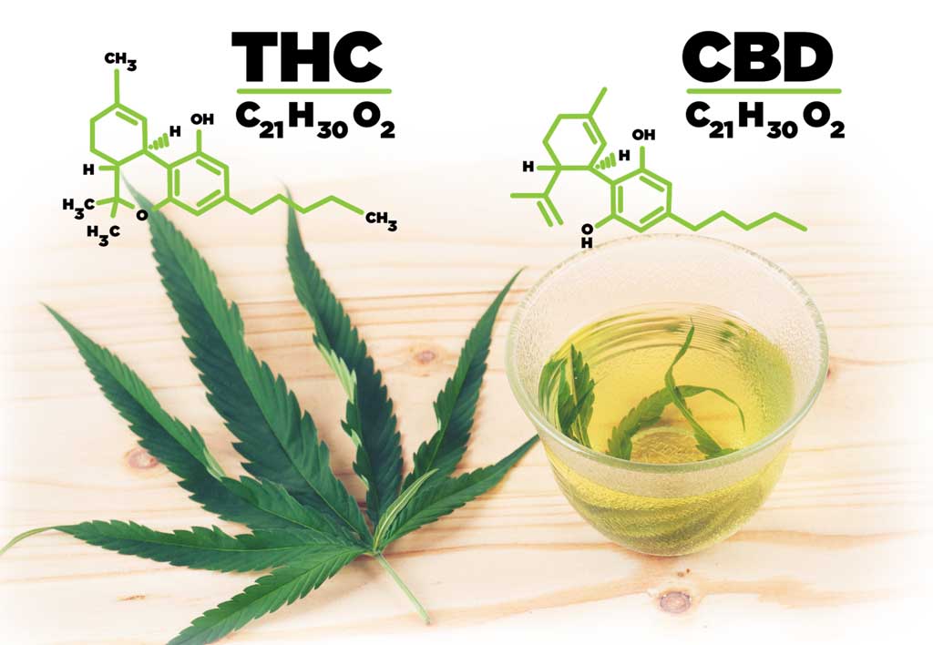 CBD vs. THC – Similarities and Differences 